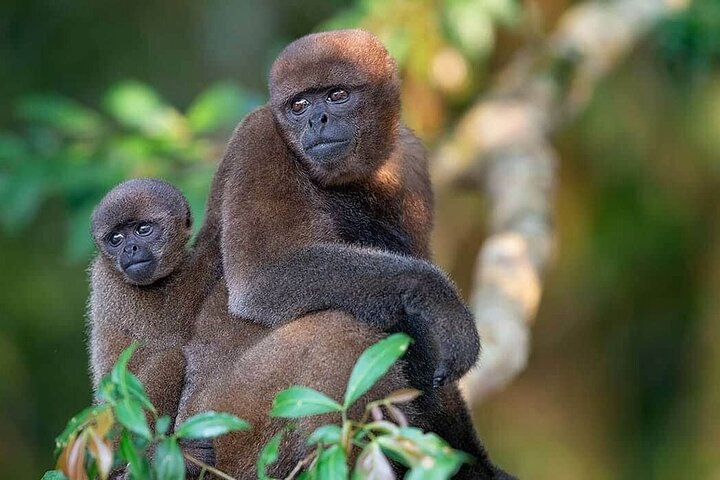 Yasuni Tours - 4 dagar 3 nätter - Från Puyo, Pastaza - Ecuador
