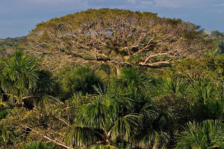 Yasuni Tours - 4 dagar 3 nätter - Från Puyo, Pastaza - Ecuador