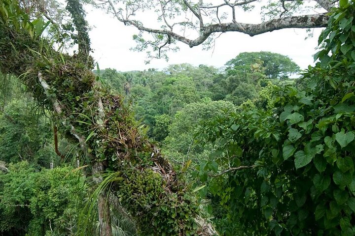 Yasuni Tours - 4 dagar 3 nätter - Från Puyo, Pastaza - Ecuador