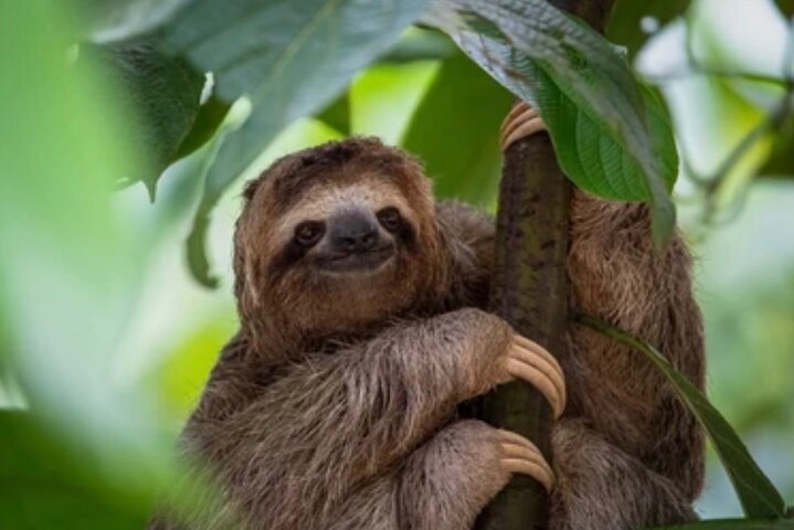 Roatán Island Tour: Sloth & Monkey Park, Rum, and Chocolate