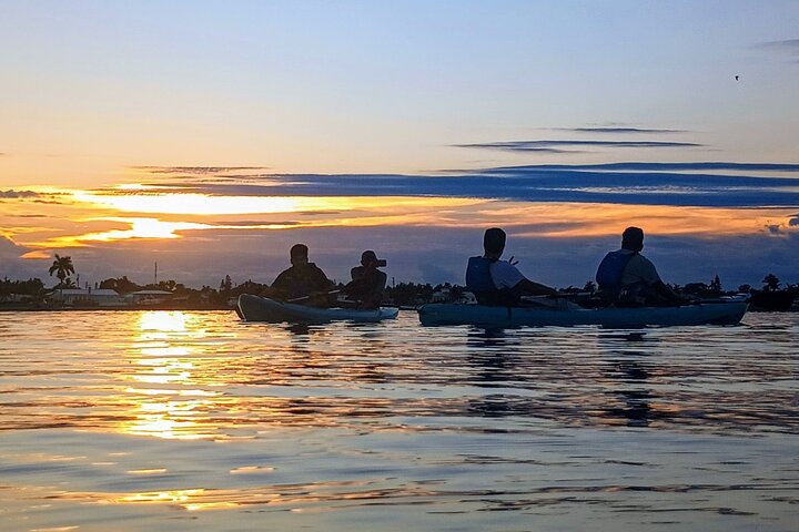 Kajakkturer og utleie. Delfiner, sjøkuer og bioluminescens!