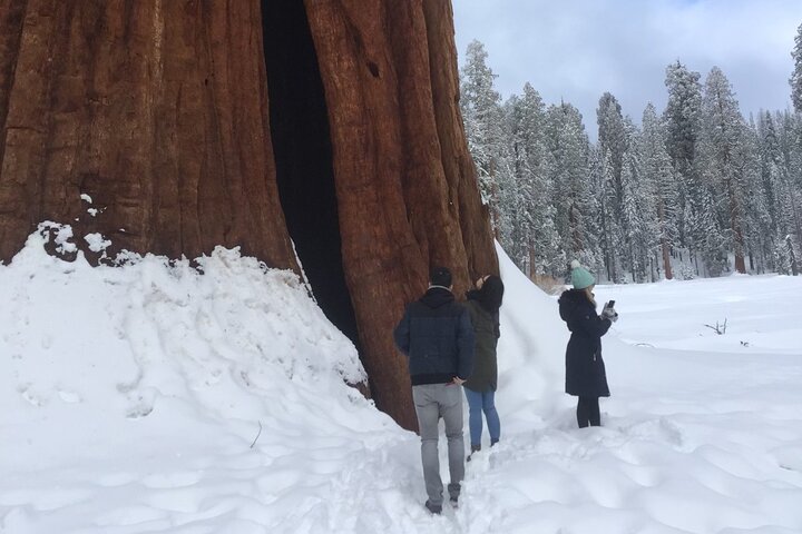 Sequoia nationalpark Liten grupptur från tre floder