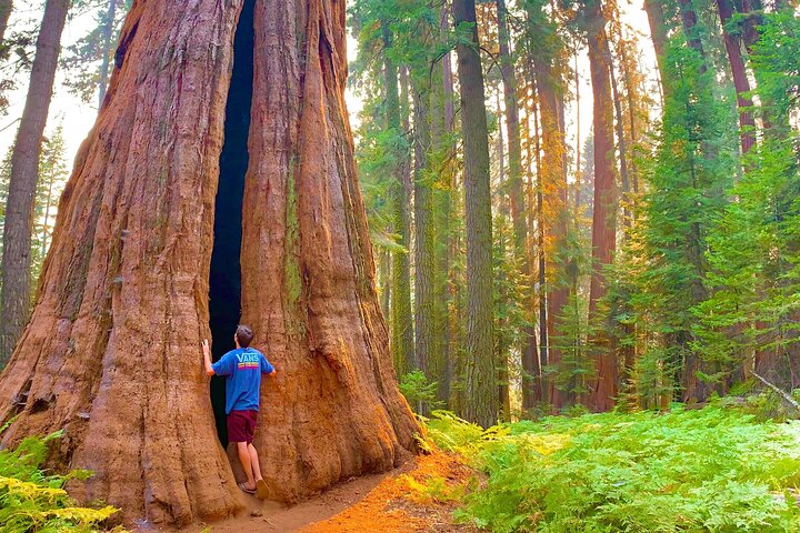 Sequoia nationalpark Liten grupptur från tre floder