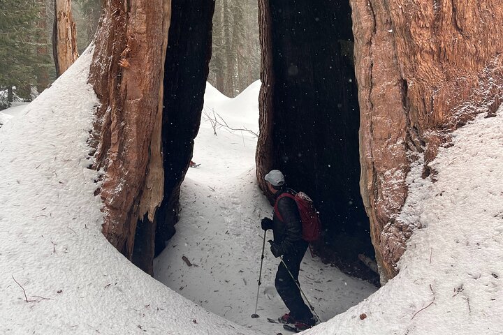 Sequoia Nationaal Park Tour vanuit Wuksachi Lodge
