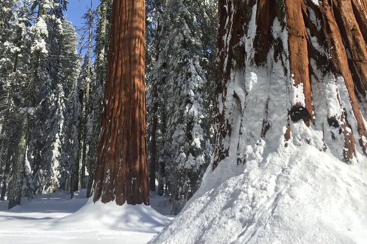 Sequoia Nationaal Park Tour vanuit Wuksachi Lodge