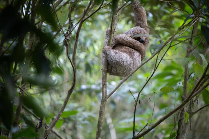Kaffee & Schokolade Tour + Faultierpark & Llanos de Cortez Wasserfall