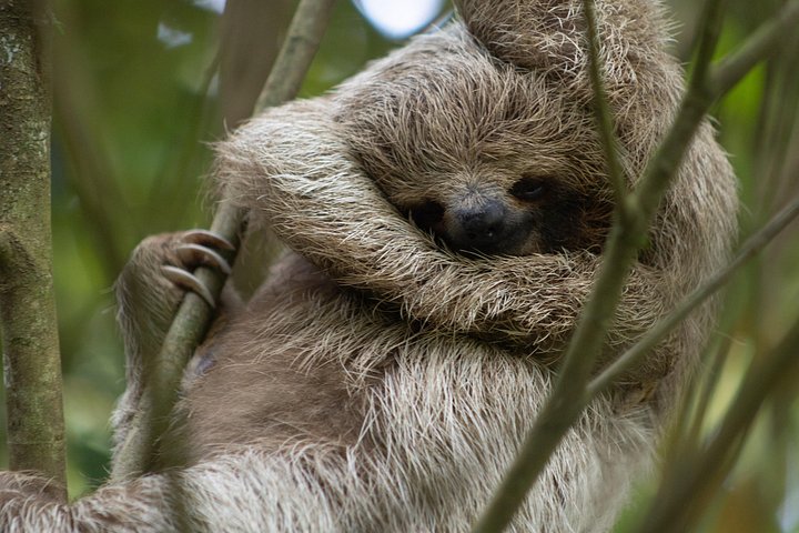 Kaffee & Schokolade Tour + Faultierpark & Llanos de Cortez Wasserfall