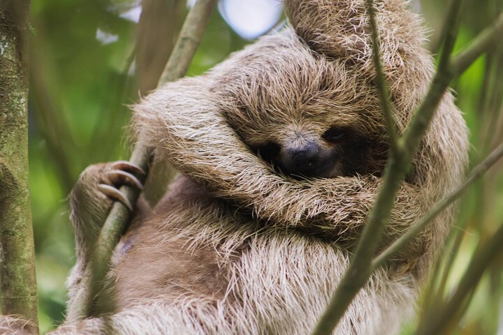 Kaffee & Schokolade Tour + Faultierpark & Llanos de Cortez Wasserfall