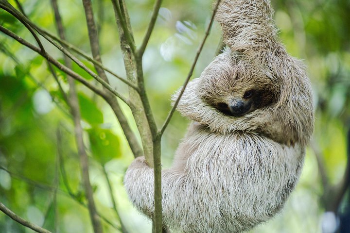 Kaffee & Schokolade Tour + Faultierpark & Llanos de Cortez Wasserfall