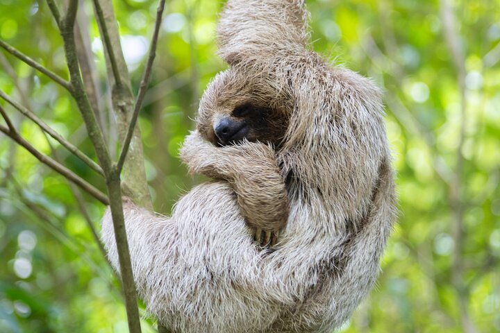 Kaffee & Schokolade Tour + Faultierpark & Llanos de Cortez Wasserfall