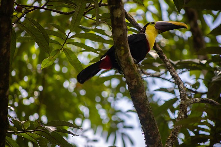 Kaffee & Schokolade Tour + Faultierpark & Llanos de Cortez Wasserfall
