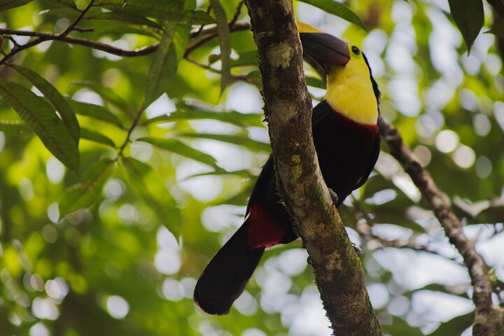 Kaffee & Schokolade Tour + Faultierpark & Llanos de Cortez Wasserfall