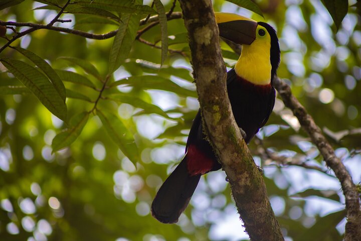 Kaffee & Schokolade Tour + Faultierpark & Llanos de Cortez Wasserfall