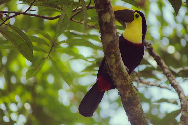 Kaffee & Schokolade Tour + Faultierpark & Llanos de Cortez Wasserfall