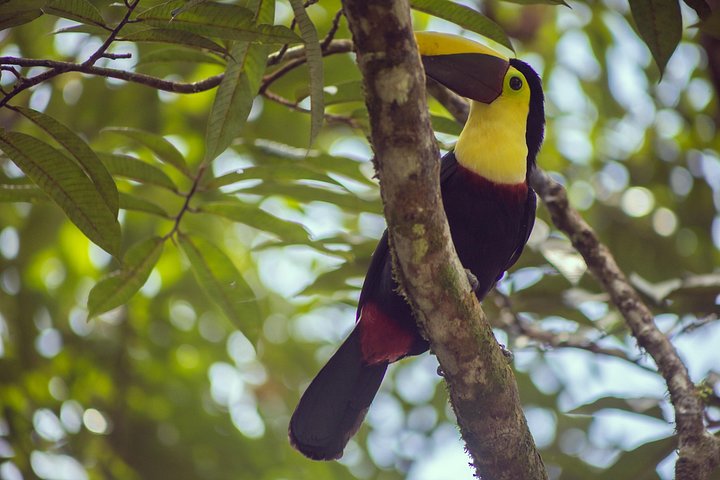 Kaffee & Schokolade Tour + Faultierpark & Llanos de Cortez Wasserfall