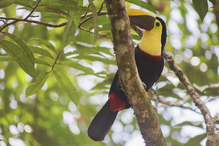 Kaffee & Schokolade Tour + Faultierpark & Llanos de Cortez Wasserfall