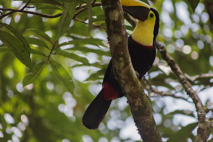 Kaffee & Schokolade Tour + Faultierpark & Llanos de Cortez Wasserfall