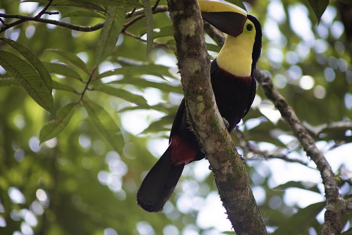 Kaffee & Schokolade Tour + Faultierpark & Llanos de Cortez Wasserfall