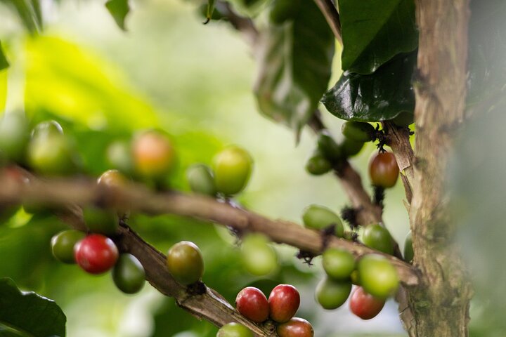 Kaffee & Schokolade Tour + Faultierpark & Llanos de Cortez Wasserfall