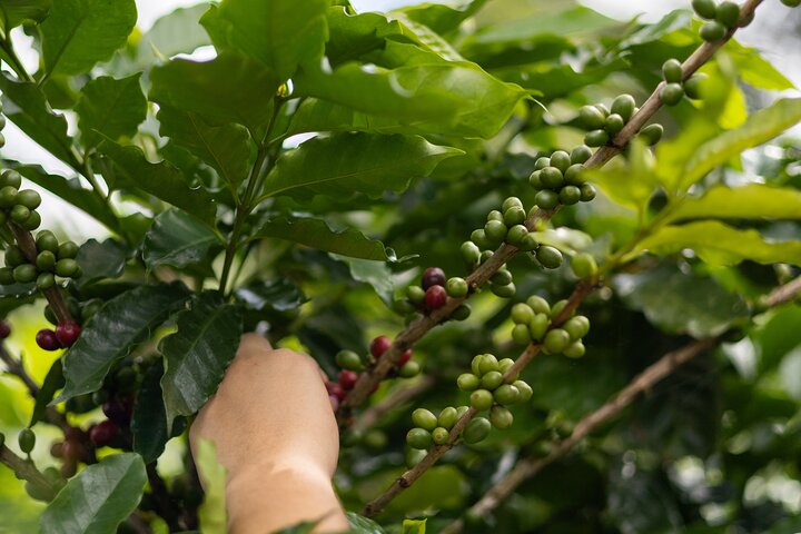 Kaffee & Schokolade Tour + Faultierpark & Llanos de Cortez Wasserfall