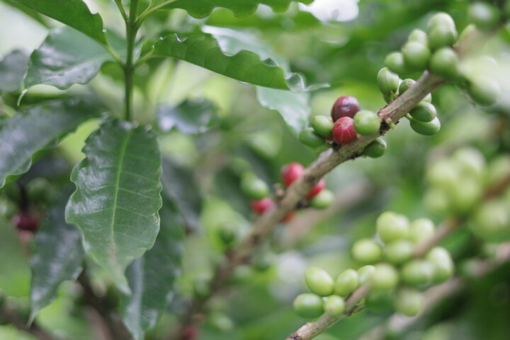 Kaffee & Schokolade Tour + Faultierpark & Llanos de Cortez Wasserfall