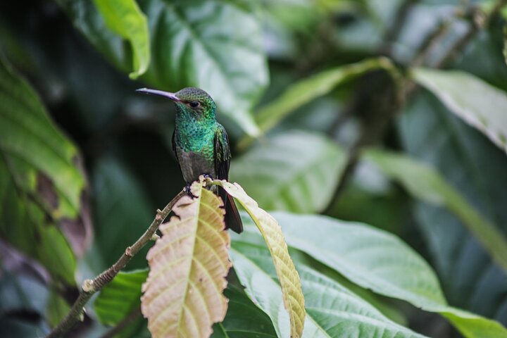 Kaffee & Schokolade Tour + Faultierpark & Llanos de Cortez Wasserfall