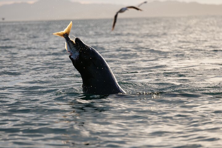 Excursión privada en kayak para ver focas y vida salvaje en Kaikoura