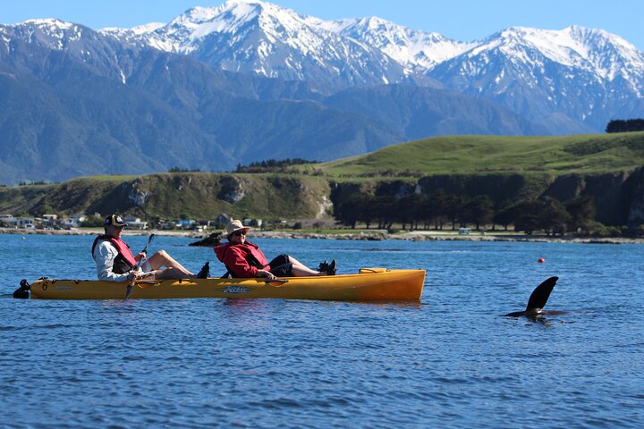 Excursión privada en kayak para ver focas y vida salvaje en Kaikoura