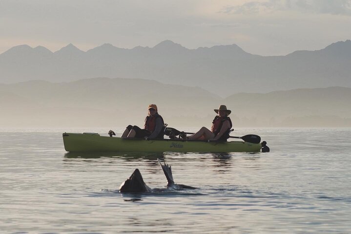 Excursión privada en kayak para ver focas y vida salvaje en Kaikoura
