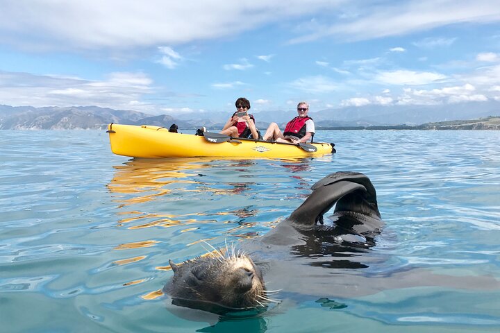 Excursión privada en kayak para ver focas y vida salvaje en Kaikoura
