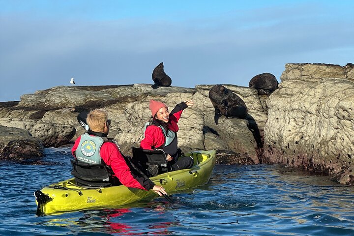 Excursión privada en kayak para ver focas y vida salvaje en Kaikoura