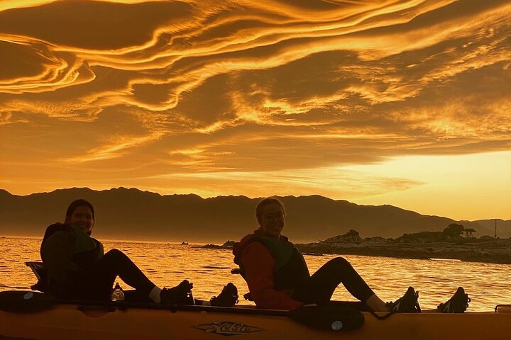 Excursión privada en kayak para ver focas y vida salvaje en Kaikoura