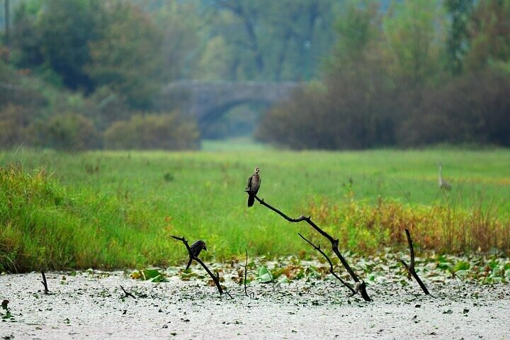Virpazar Skadar Lake Tour in barca con fauna e natura