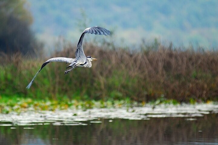 Virpazar Skadar Lake Tour in barca con fauna e natura