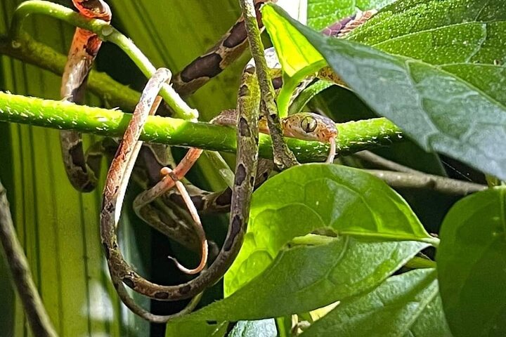 Desove de Tortuga en Tortuguero