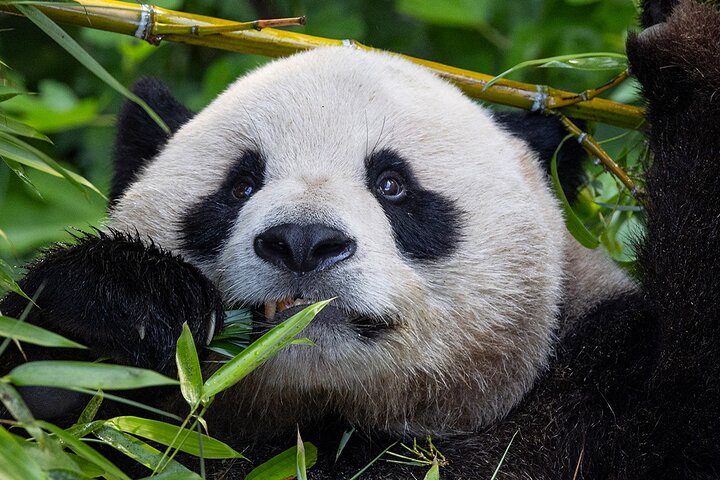 San Diego Zoo 1 - Pase de un día : Cualquier billete de un día