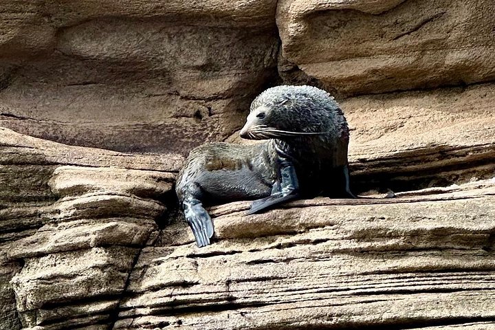 ウィティアンガ島:カテドラル・コーブクルーズ、洞窟&シュノーケリング