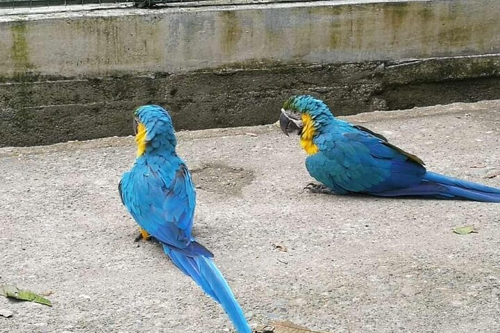 3 dias na selva da floresta tropical de Chuahurco - 5 cachoeiras - comunidade 3 Etni