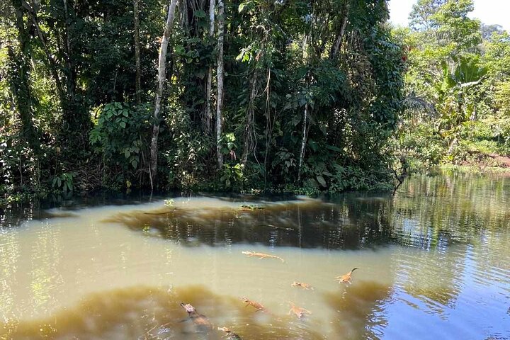 3 dias na selva da floresta tropical de Chuahurco - 5 cachoeiras - comunidade 3 Etni
