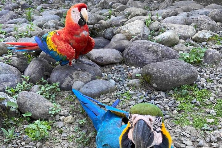 3 dias na selva da floresta tropical de Chuahurco - 5 cachoeiras - comunidade 3 Etni
