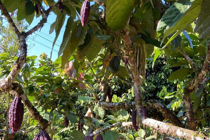 3 dias na selva da floresta tropical de Chuahurco - 5 cachoeiras - comunidade 3 Etni