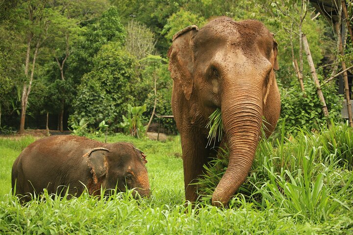 Ethisches Schutzgebiet für Elefanten im Phuket-Naturreservat