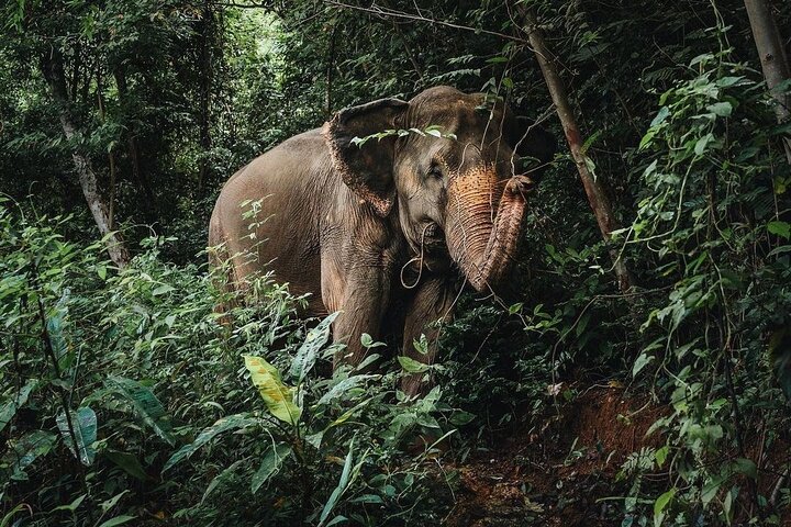 Ethisches Schutzgebiet für Elefanten im Phuket-Naturreservat
