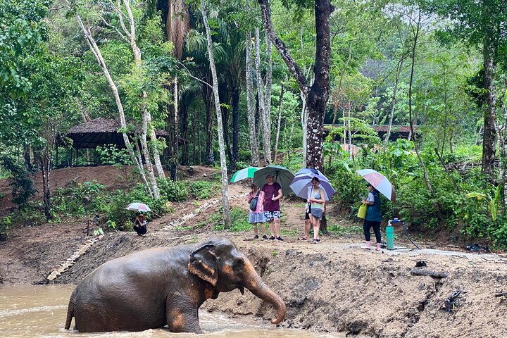 Ethisches Schutzgebiet für Elefanten im Phuket-Naturreservat