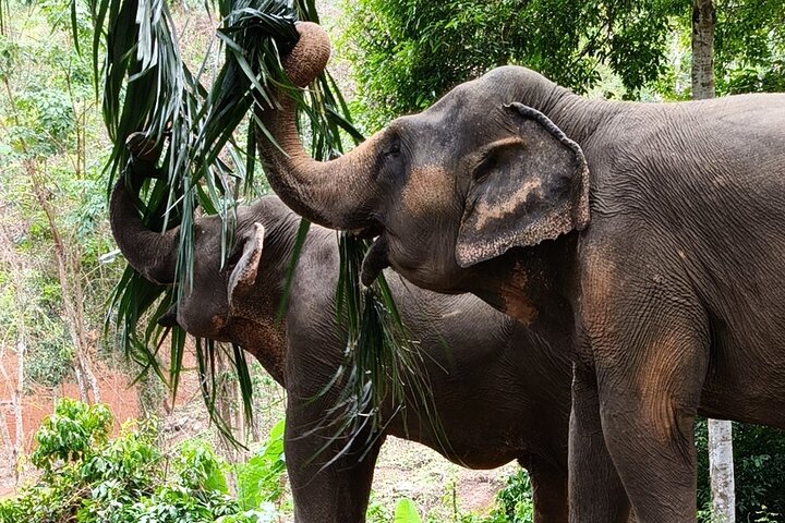 Ethisches Schutzgebiet für Elefanten im Phuket-Naturreservat