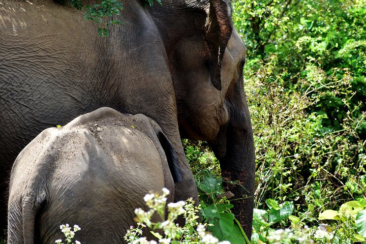 Parco nazionale di Udawalawe — 4 - Safari privato in jeep di 4 ore (ritiro)