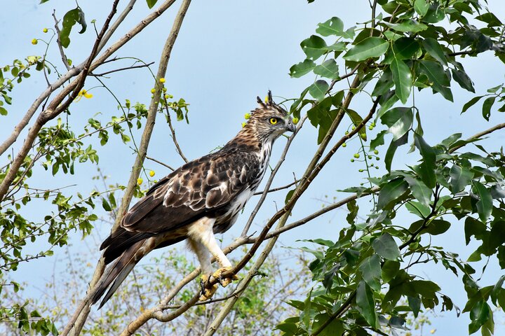 Parco nazionale di Udawalawe — 4 - Safari privato in jeep di 4 ore (ritiro)