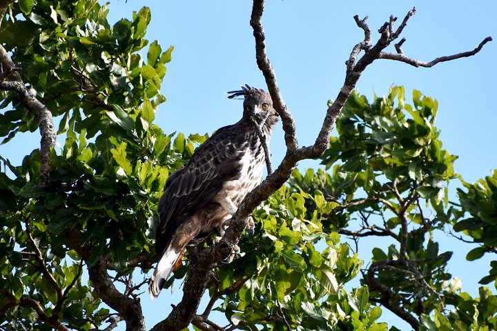 Parco nazionale di Udawalawe — 4 - Safari privato in jeep di 4 ore (ritiro)
