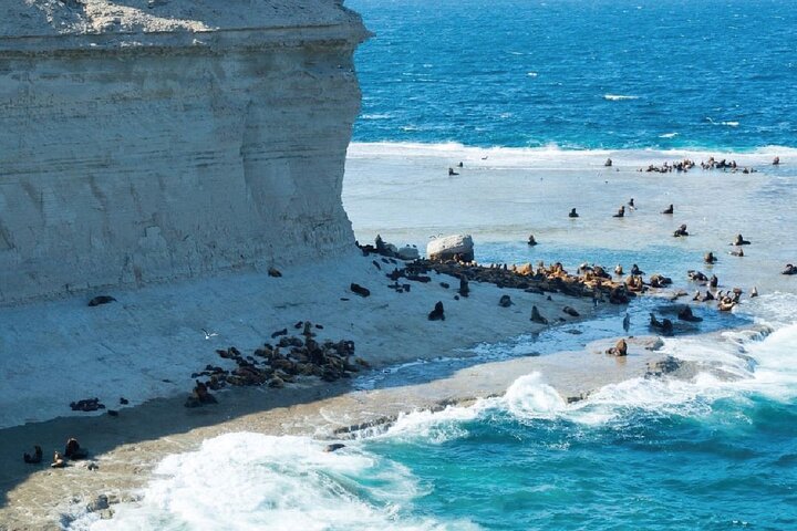 Peninsula Valdés - FRÜHBUCHERANGEBOT -20 % RABATT - für Kreuzfahrtpassagiere