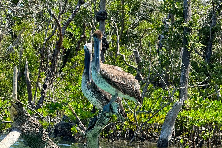 Bonita Springs Eco Kayak tur – beste utstyr, premium og klare kajakker